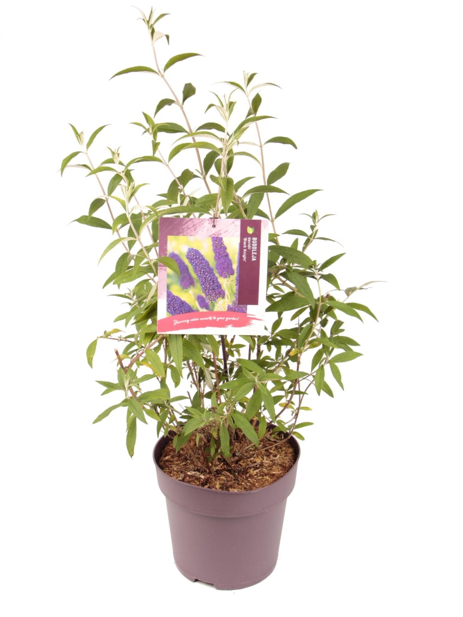 Buddleja d Black Knight 1682-Easy Garden Centre