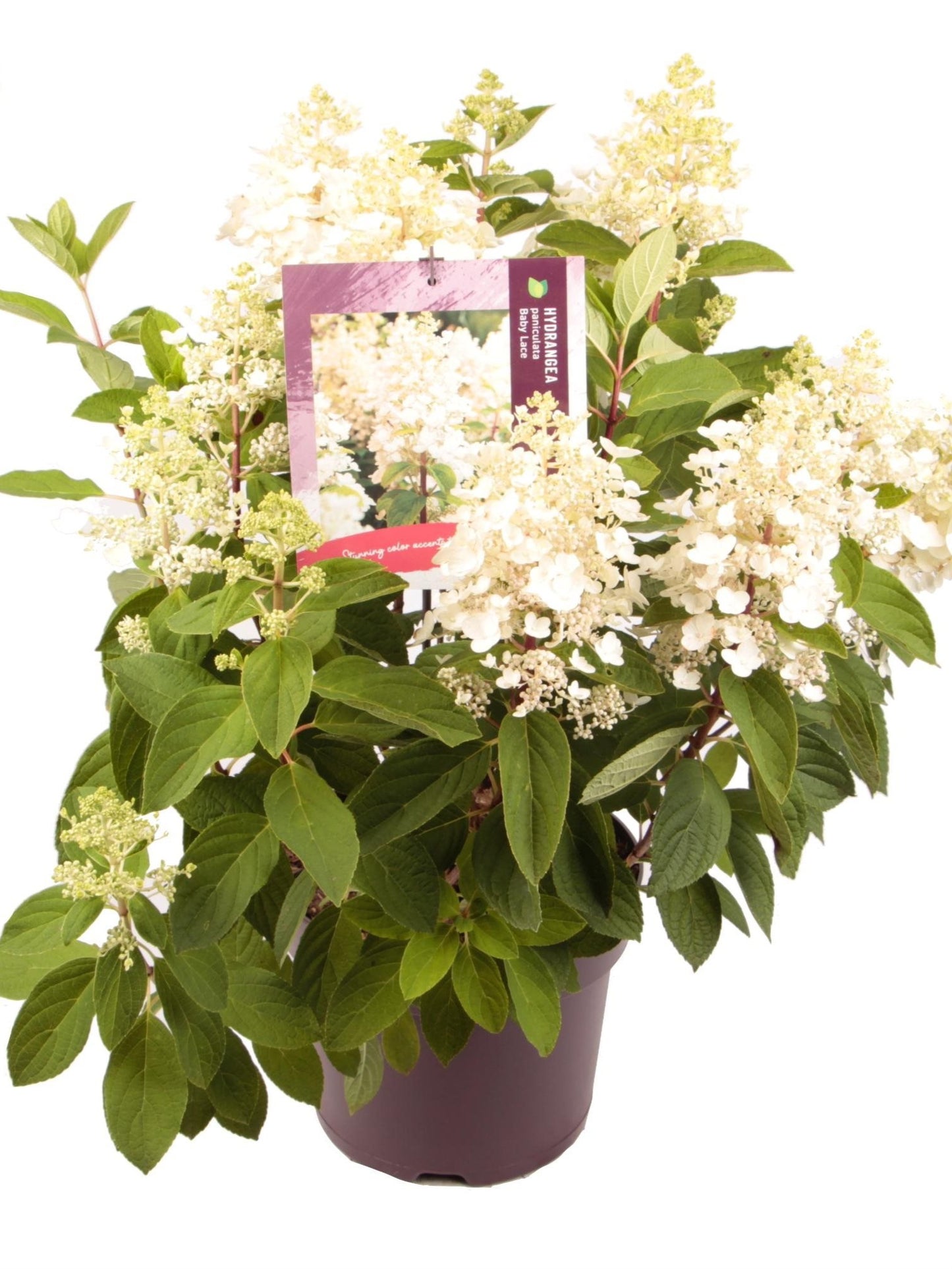 Hydrangea pan. Baby Lace 10ltr