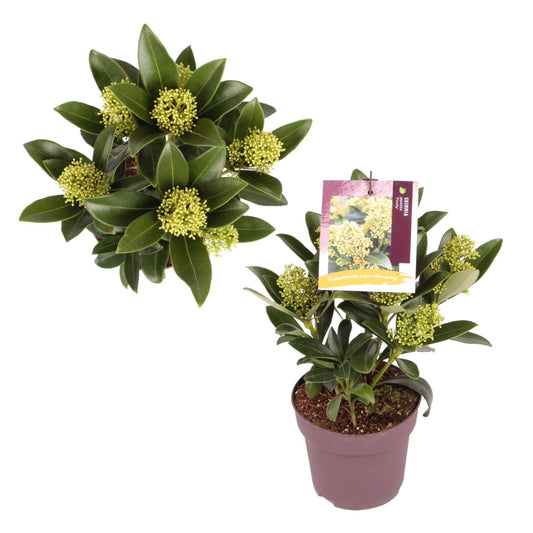 Skimmia j.  Finchy  13cm