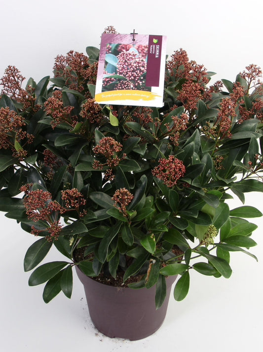 Skimmia jap. 'Rubella' / 12 Ltr pot