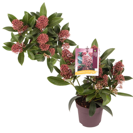 Skimmia j.  Rubesta 1,5Litre/P13cm 20-25 cm