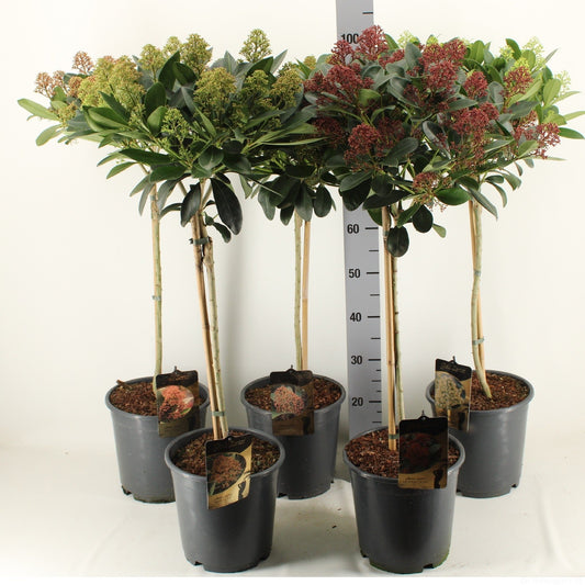 Skimmia GOLD SERIES P24 standard