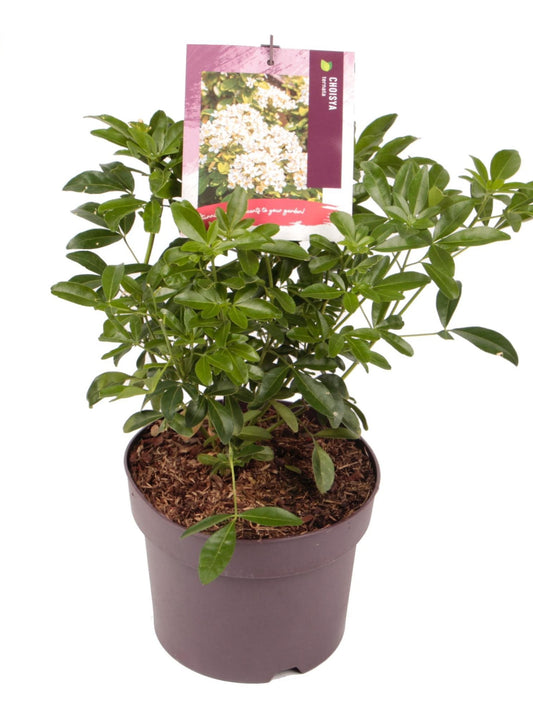 Choisya ternata 1924-Easy Garden Centre