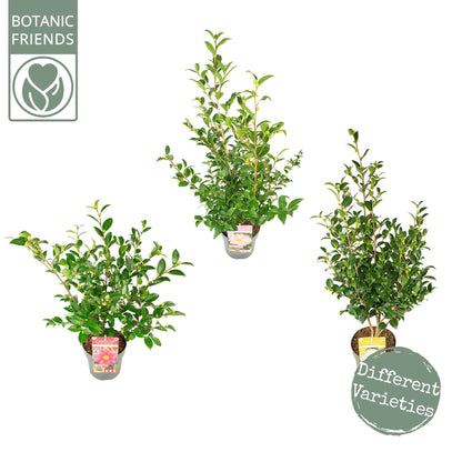 Camellia sasanqua mix / 1.5 Ltr pot-Easy Garden Centre