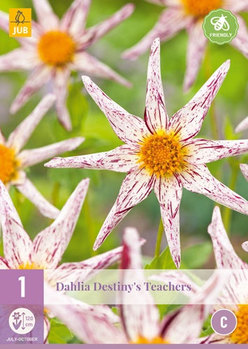 1 Dahlia Destiny'S Teachers