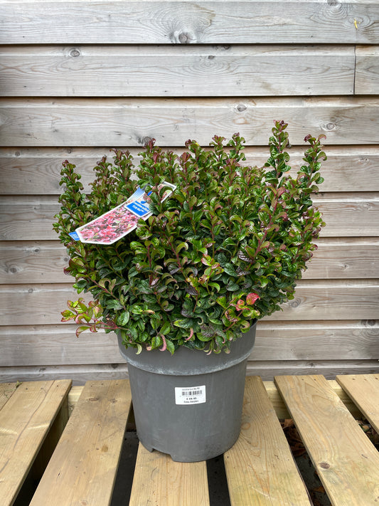 Leucothoe axillaris Curly Red / P32 (15 Ltr)