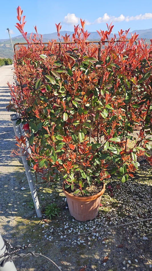 Photinia fra. Red Robin / C18 - Spalier 90x50-Easy Garden Centre