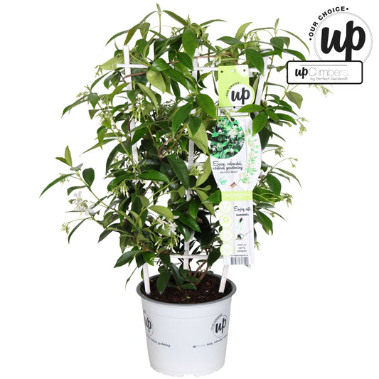 Trachelospermum Star of Venice / 3ltr 70-cm-Easy Garden Centre