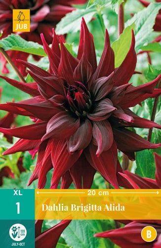 1 Dahlia Brigitta Alida