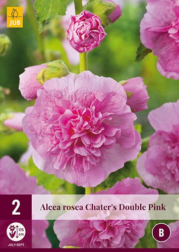 2 ALCEA ROSEA PINK