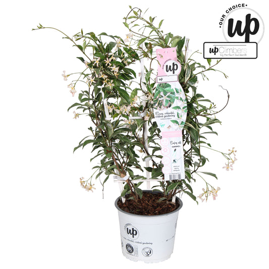 Trachelospermum Star of Milano / 3ltr 70-cm-Easy Garden Centre