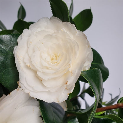 Camellia jap. 'Centifolia Alba' / 10Ltr-Easy Garden Centre