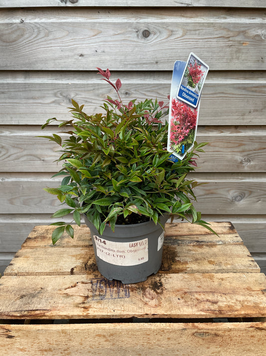 Nandina dom. Obsessed / P17 (2 Ltr)