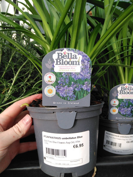 AGAPANTHUS umbellatus Blue / 1 Litre-Easy Garden Centre