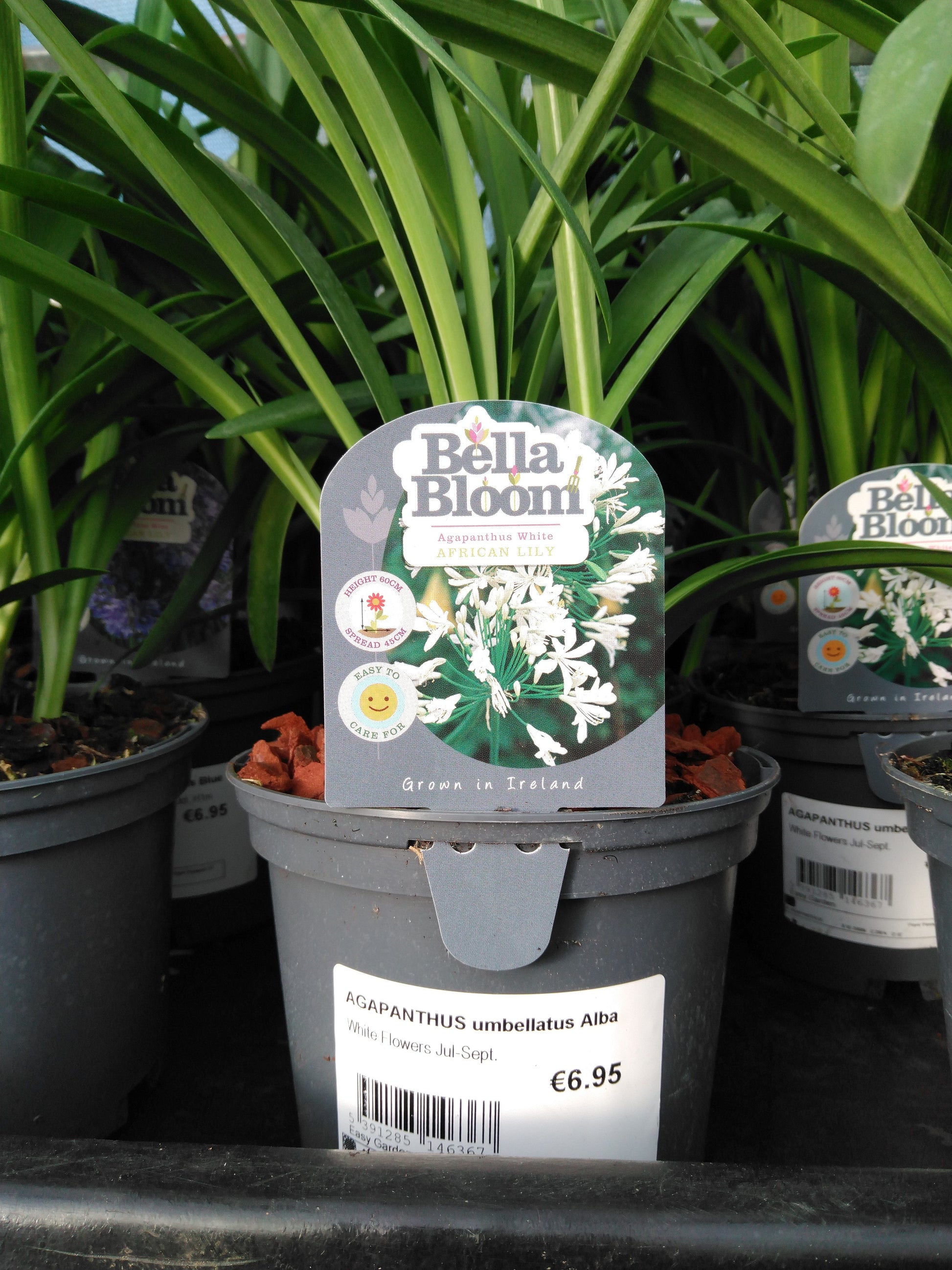 AGAPANTHUS umbellatus Alba / 1 Litre-Easy Garden Centre