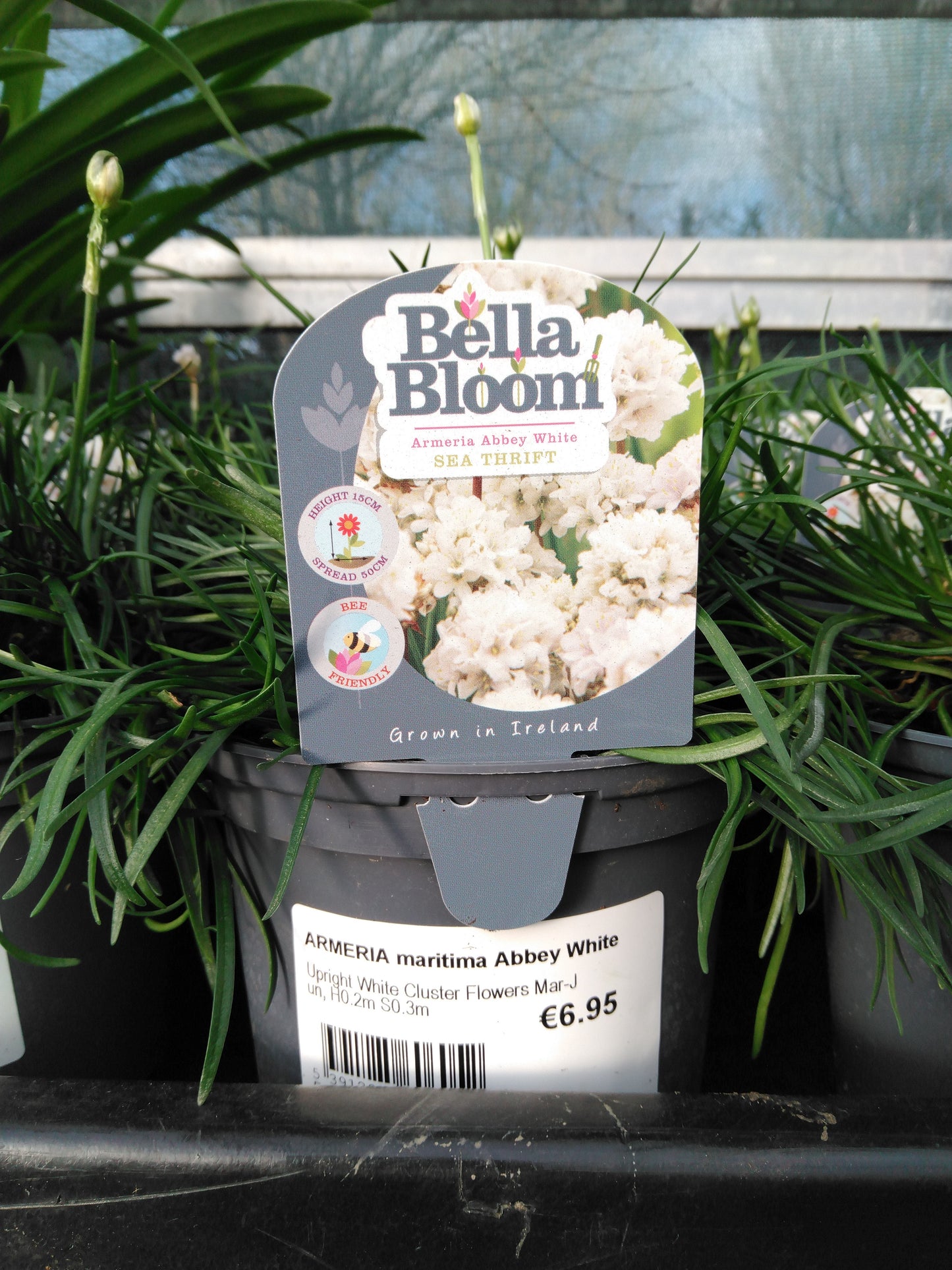 ARMERIA maritima Abbey White / 1 Litre-Easy Garden Centre
