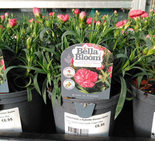 DIANTHUS x Hybrida Davinci Salmon / 1 Litre-Easy Garden Centre