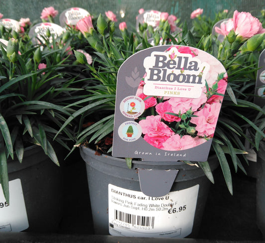 DIANTHUS car. I Love U / 1 Litre-Easy Garden Centre