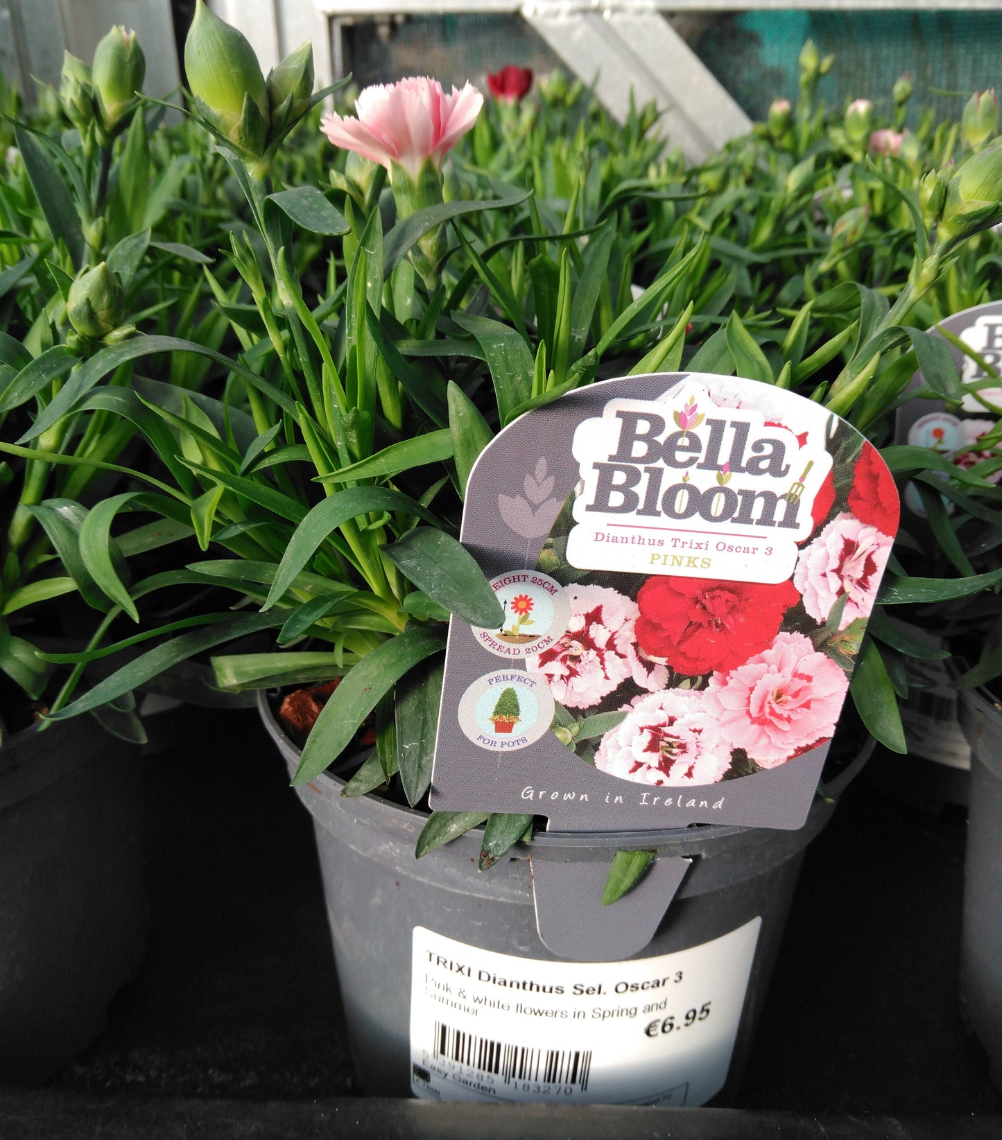 TRIXI Dianthus Sel. Oscar 3 / 1 Litre-Easy Garden Centre