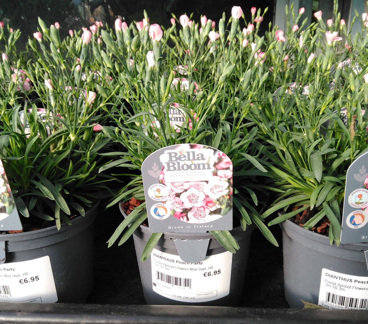 DIANTHUS Peach Party / 1 Litre-Easy Garden Centre