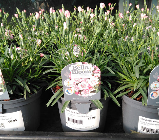 DIANTHUS Peach Party / 1 Litre-Easy Garden Centre