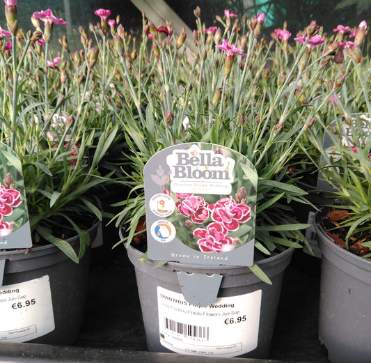 DIANTHUS Purple Wedding / 1L Branded-Easy Garden Centre