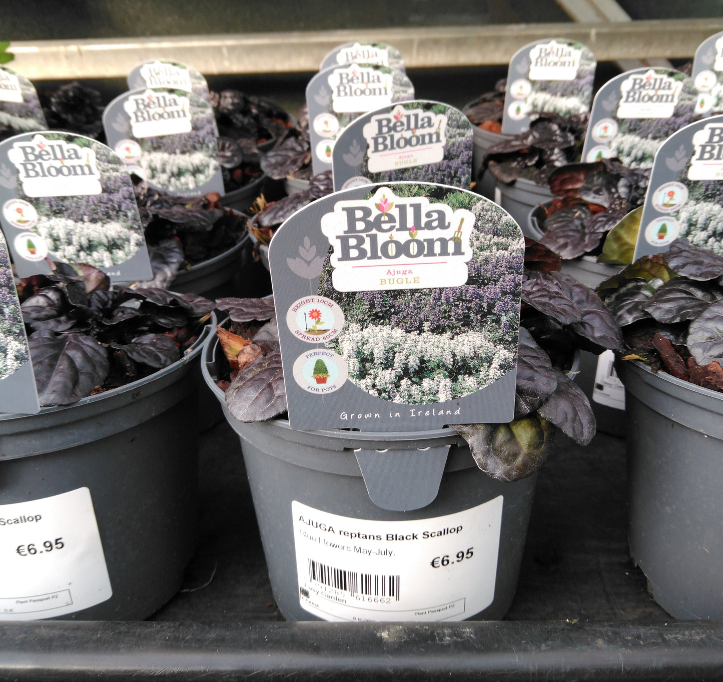 AJUGA reptans Black Scallop / 1 Litre-Easy Garden Centre
