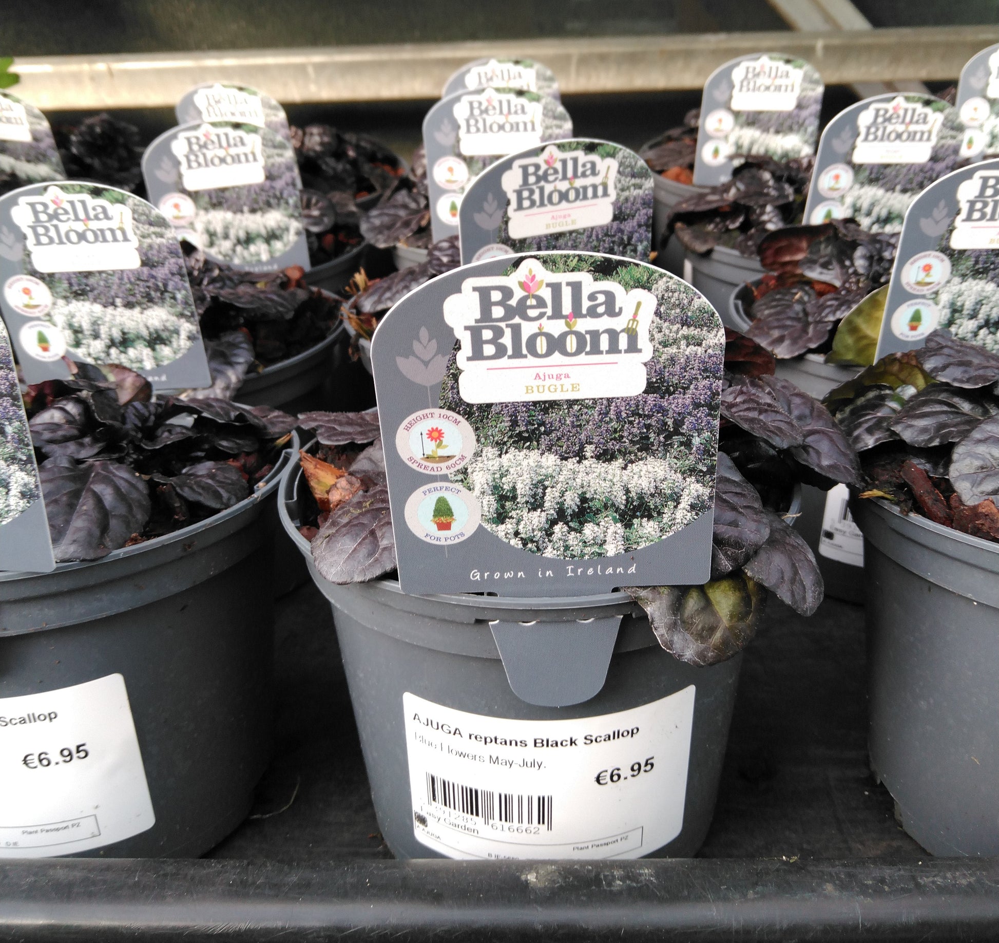 AJUGA reptans Black Scallop / 1 Litre-Easy Garden Centre