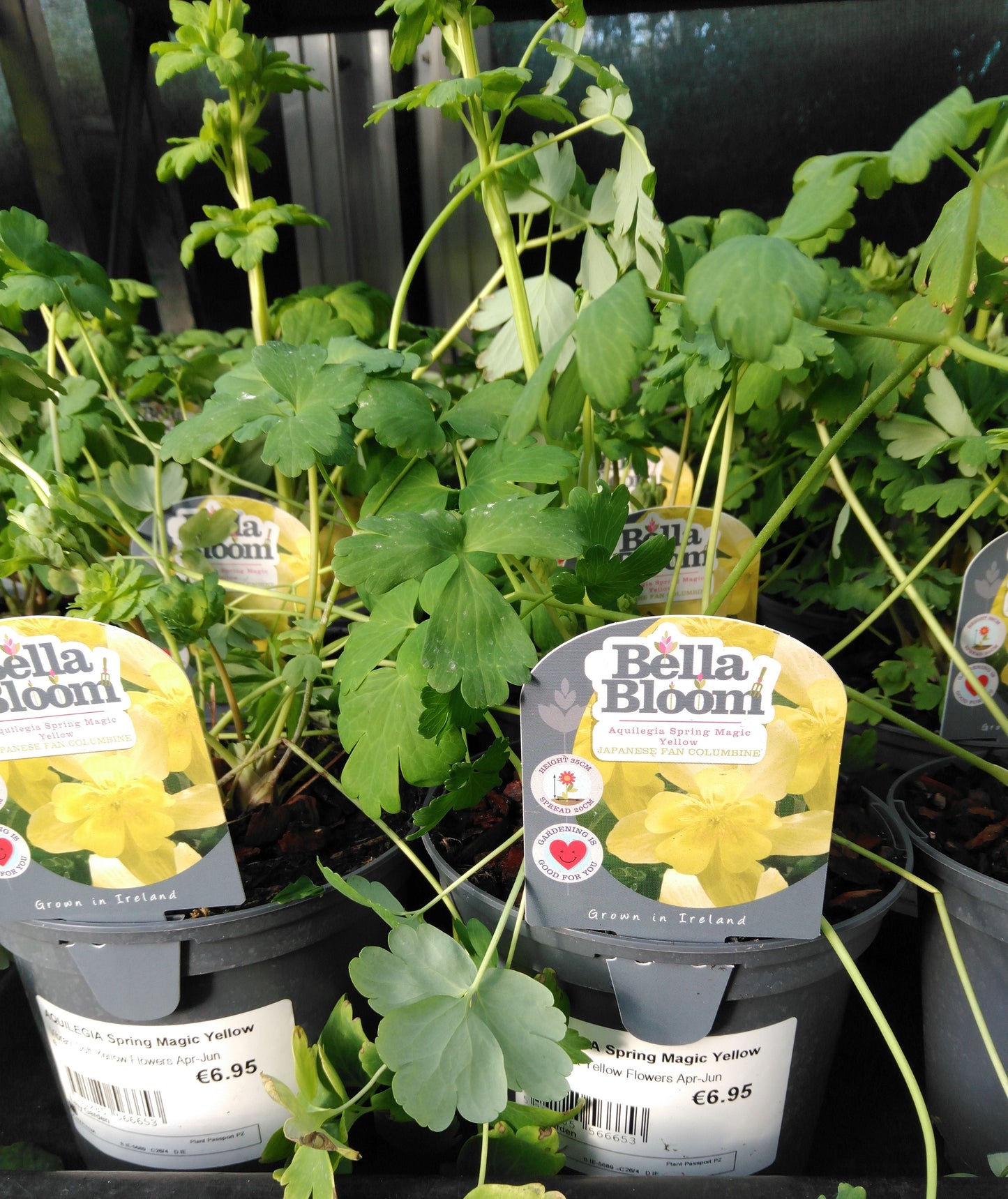 AQUILEGIA Spring Magic Yellow / 1 Litre-Easy Garden Centre