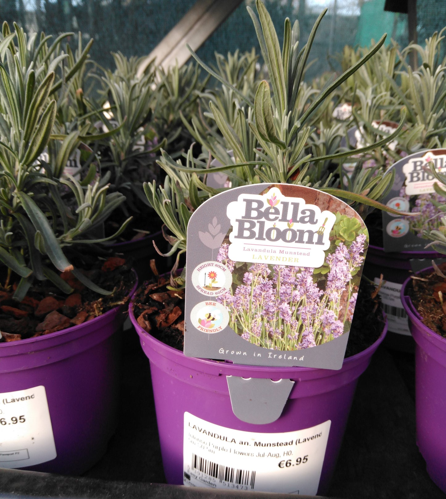 LAVANDULA an. Munstead (Lavender) / 1 Litre