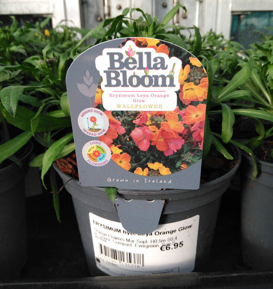 ERYSIMUM hyb. Leya Orange Glow / 1 Litre-Easy Garden Centre