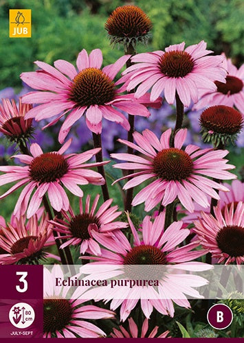 3 ECHINACEA PURPUREA