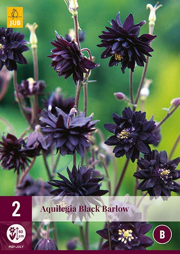 2 AQUILEGIA BLACK BARLOW