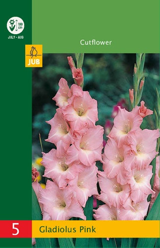 5 Gladiolus Pink