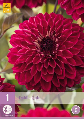 1 Dahlia Quin