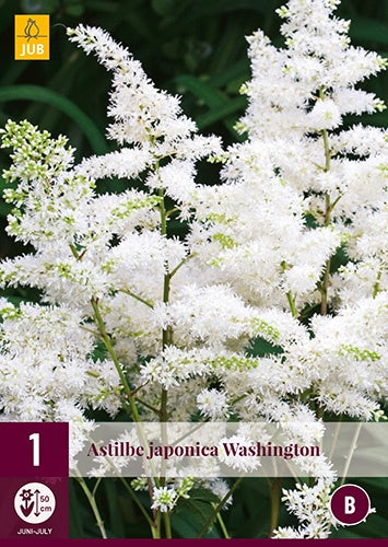 1 ASTILBE JAPONICA WASHINGTON