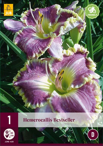 1 HEMEROCALLIS BESTSELLER