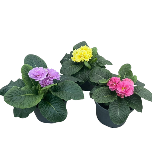 13cm Primrose Double