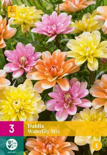 3 Dahlia Waterlily Mix