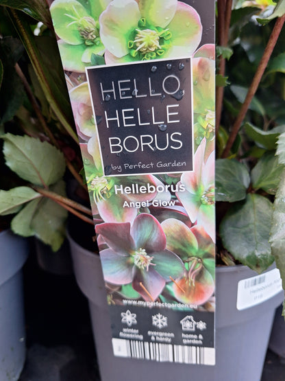 Helleborus Angel Glow  3ltr