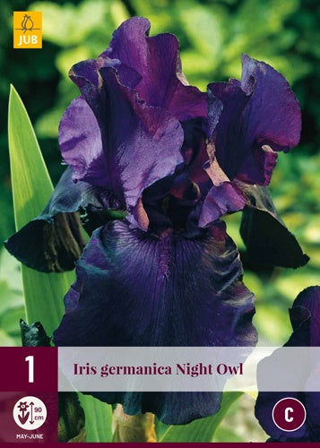 1 IRIS GERMANICA NIGHT OWL