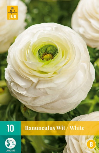 10 Ranunculus  White