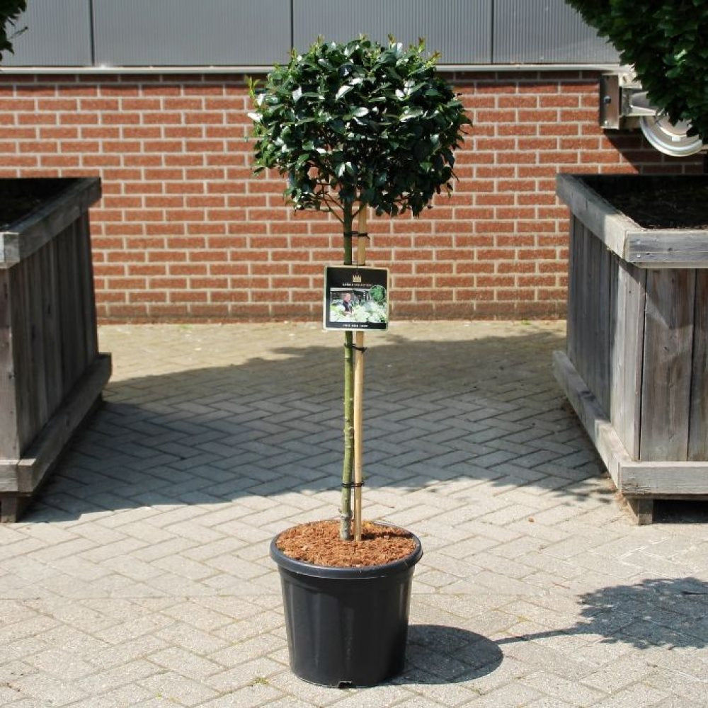 Ilex mes. Blue Maid 5 Ltr standard