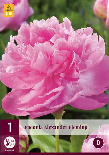 1 PAEONIA ALEXANDER FLEMING