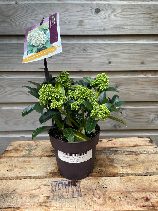 Skimmia j. 'Fragrant Cloud' / 1,5L/P13cm