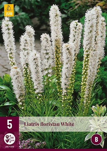 5 LIATRIS FLORISTAN WHITE