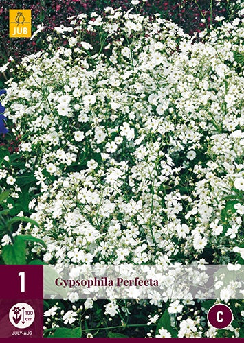 1 GYPSOPHILA PERFECTA