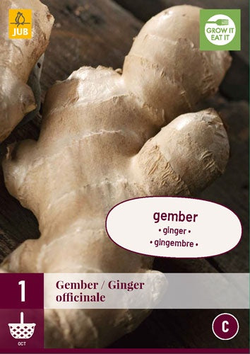 1 Ginger Officinale