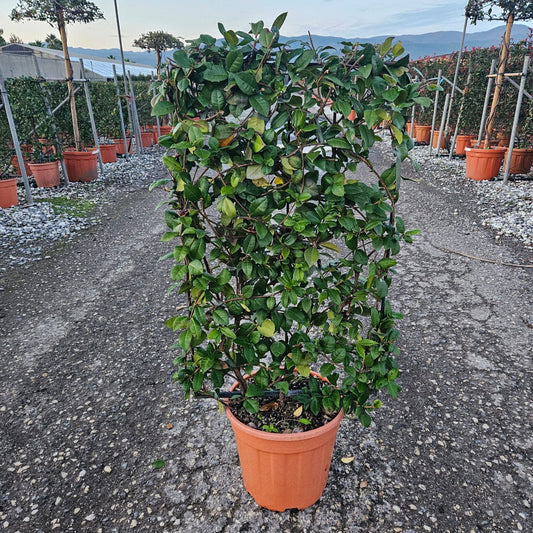 Trachelospermum jasminoides / C18 - Spalier 90x50-Easy Garden Centre