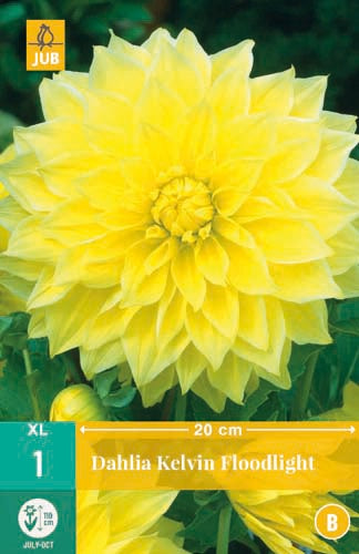 1 Dahlia Kelvin Floodlight